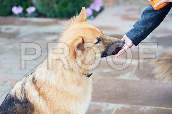 bruntdogs24136