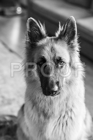 bruntdogs24105