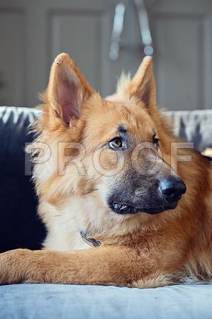 bruntdogs24088