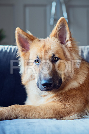 bruntdogs24094