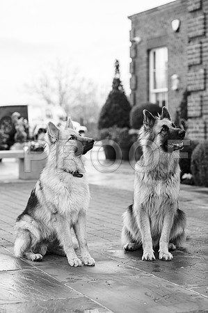 bruntdogs24123