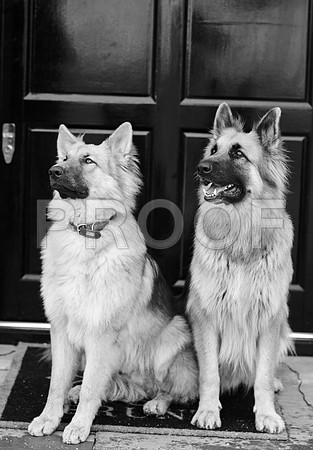bruntdogs24121