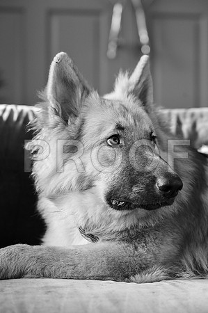 bruntdogs24089