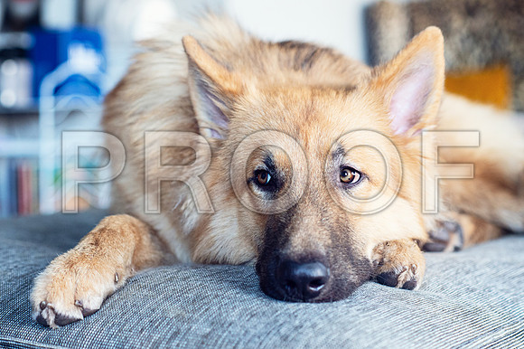 bruntdogs24116