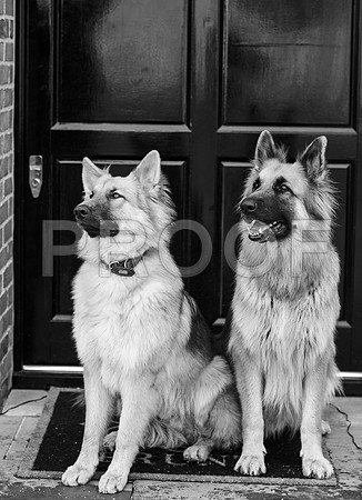 bruntdogs24119