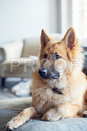 bruntdogs24154