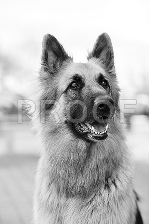 bruntdogs24133