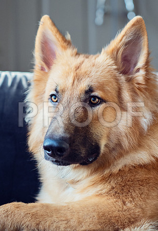 bruntdogs24092