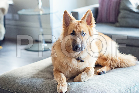 bruntdogs24150
