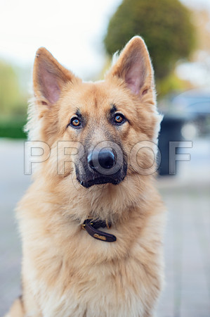 bruntdogs24134