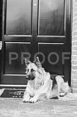bruntdogs24145