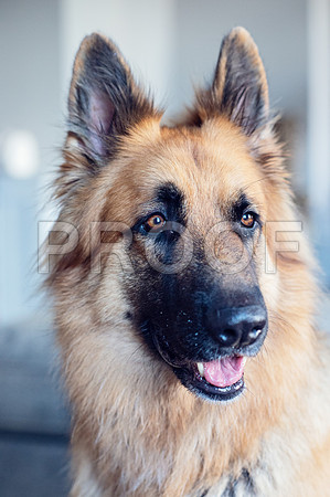 bruntdogs24108