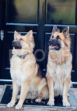 bruntdogs24120