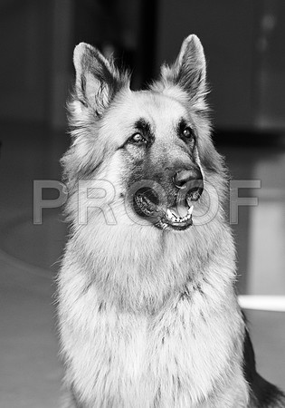 bruntdogs24139