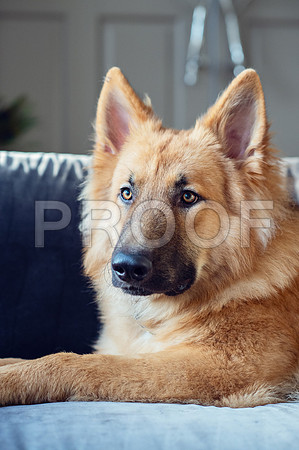 bruntdogs24090