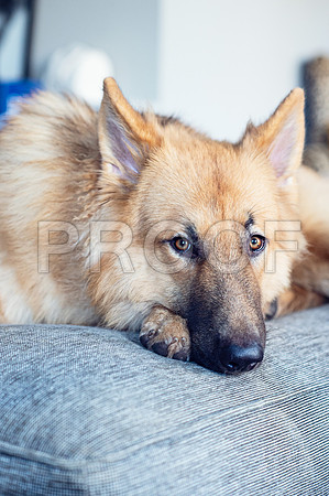 bruntdogs24114