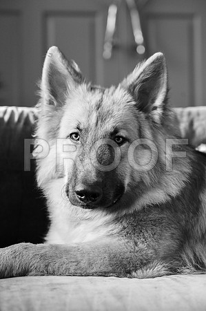 bruntdogs24099