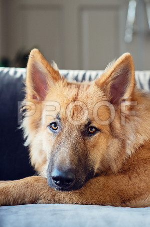 bruntdogs24086