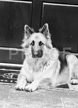 bruntdogs24147