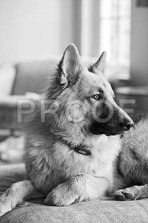bruntdogs24157