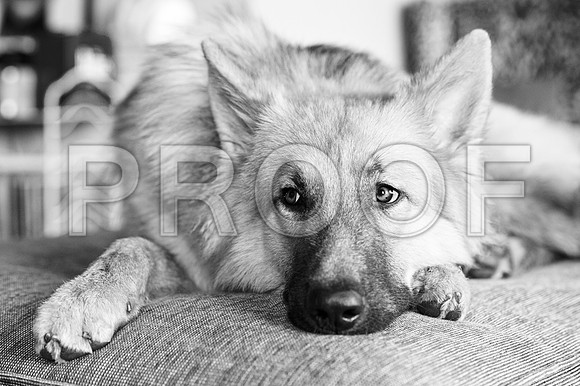 bruntdogs24117