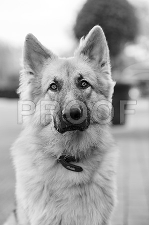 bruntdogs24135