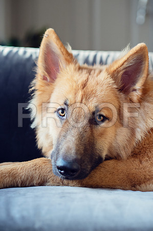 bruntdogs24084