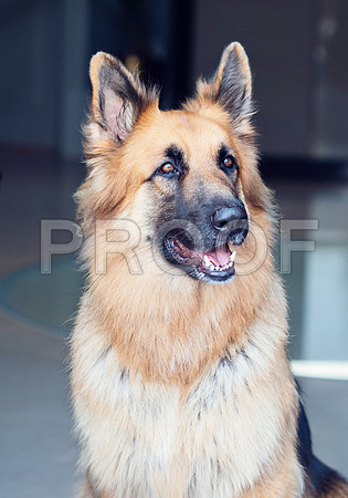 bruntdogs24138