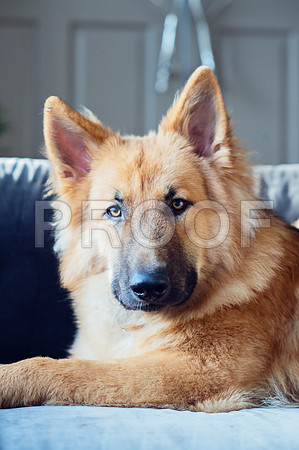 bruntdogs24096