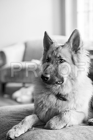 bruntdogs24155