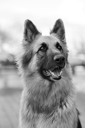 bruntdogs24133