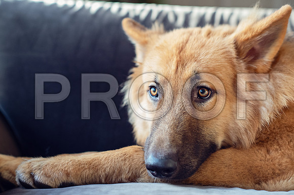 bruntdogs24076