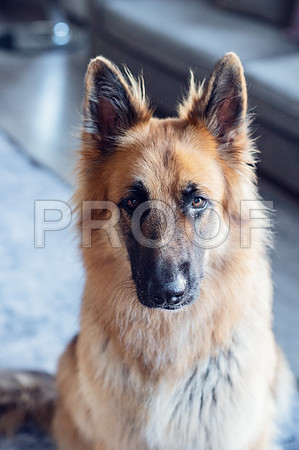 bruntdogs24104