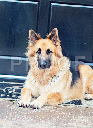 bruntdogs24146