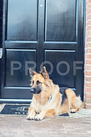 bruntdogs24144