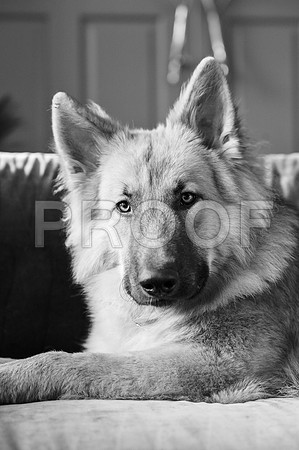 bruntdogs24095