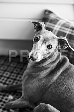 bruntdogs24160