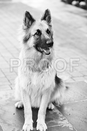 bruntdogs24129