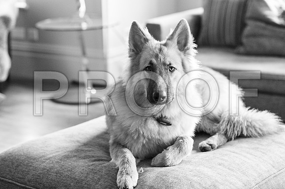 bruntdogs24151
