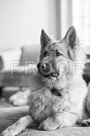 bruntdogs24153