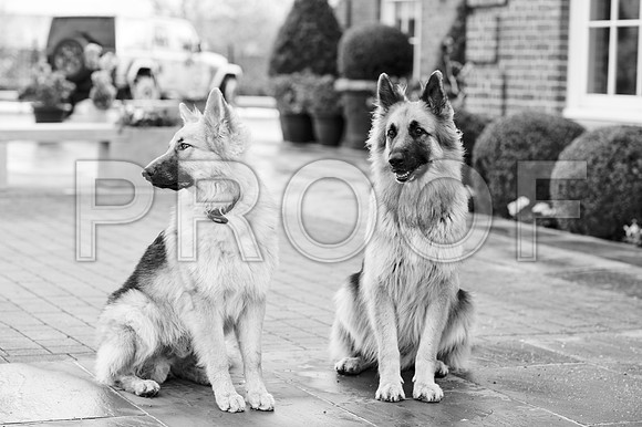 bruntdogs24127