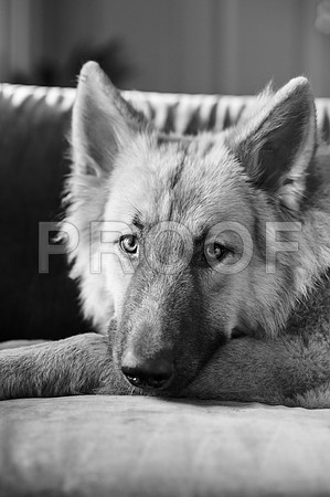 bruntdogs24081