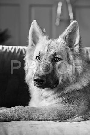 bruntdogs24091
