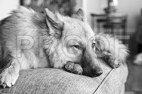 bruntdogs24111