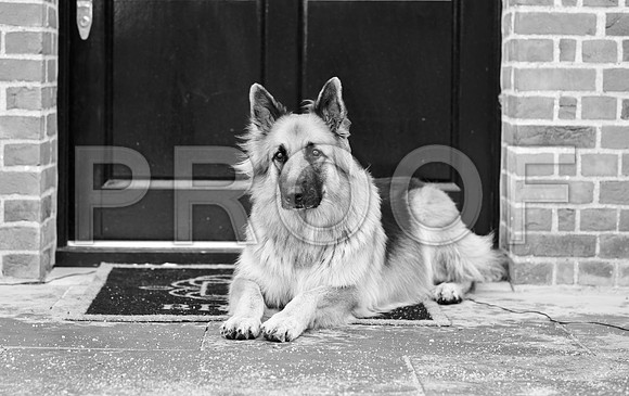 bruntdogs24143