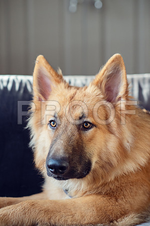 bruntdogs24070
