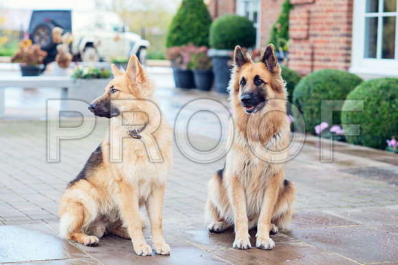 bruntdogs24126