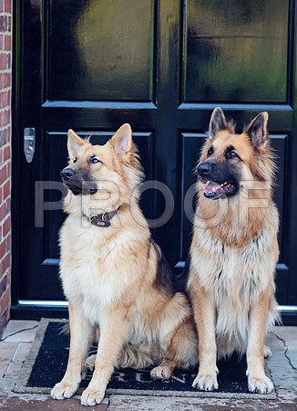 bruntdogs24118
