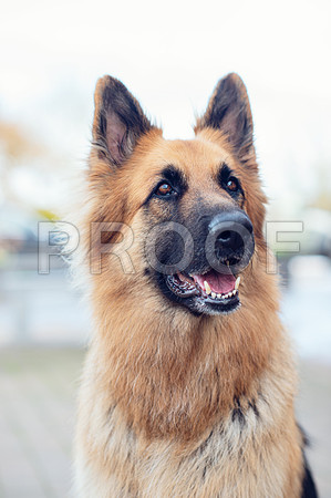 bruntdogs24132