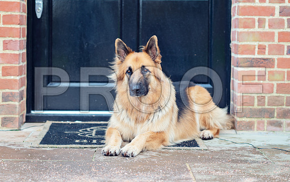 bruntdogs24142
